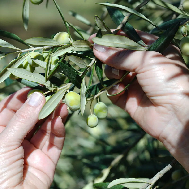 Our Groves, The Harvest