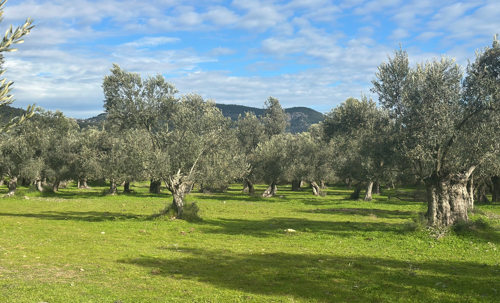 Mount Ida Olive Oil: Why This North Aegean Region Matters