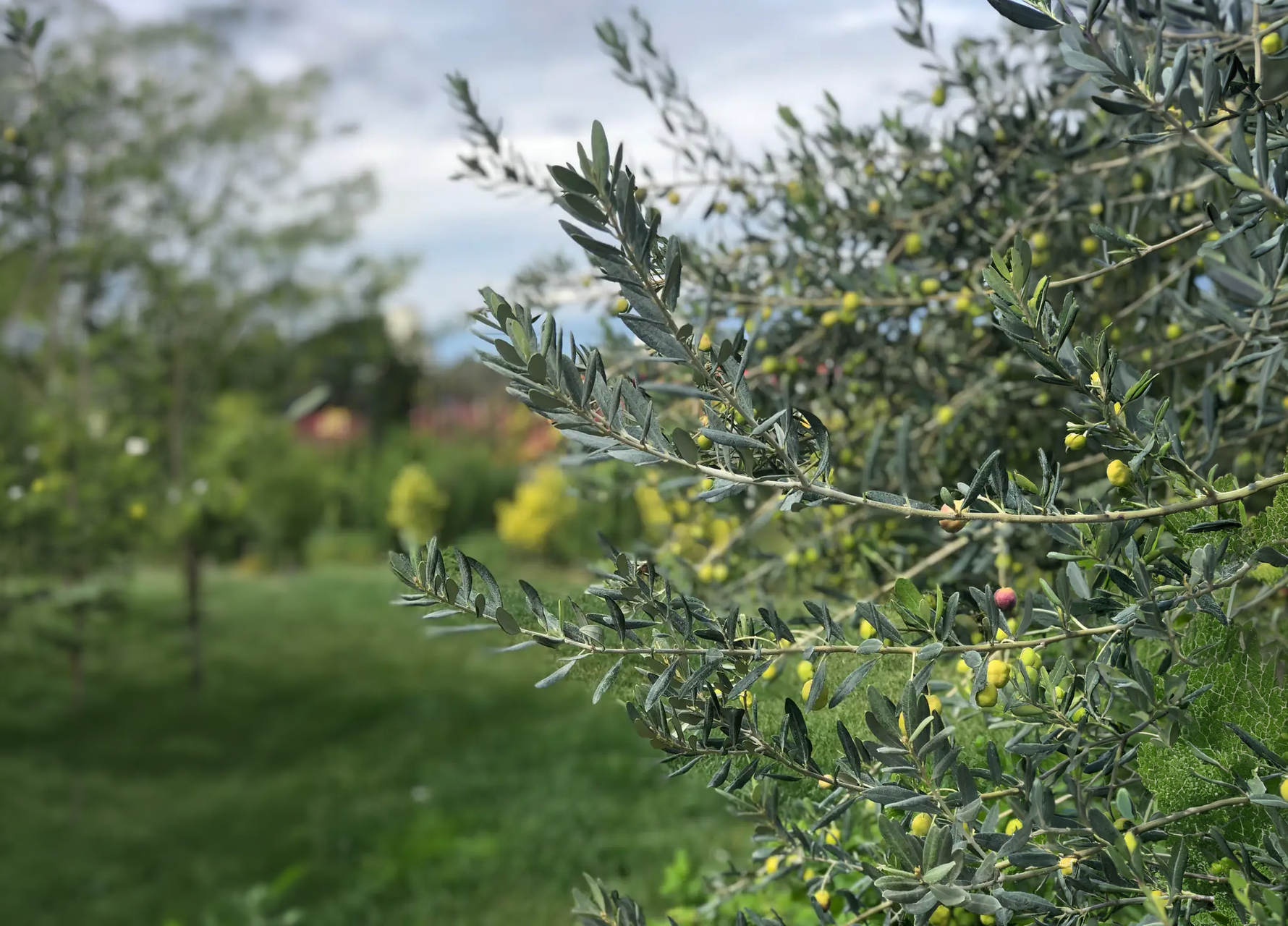 The Olive Branch: A Timeless Symbol of Peace and Abundance