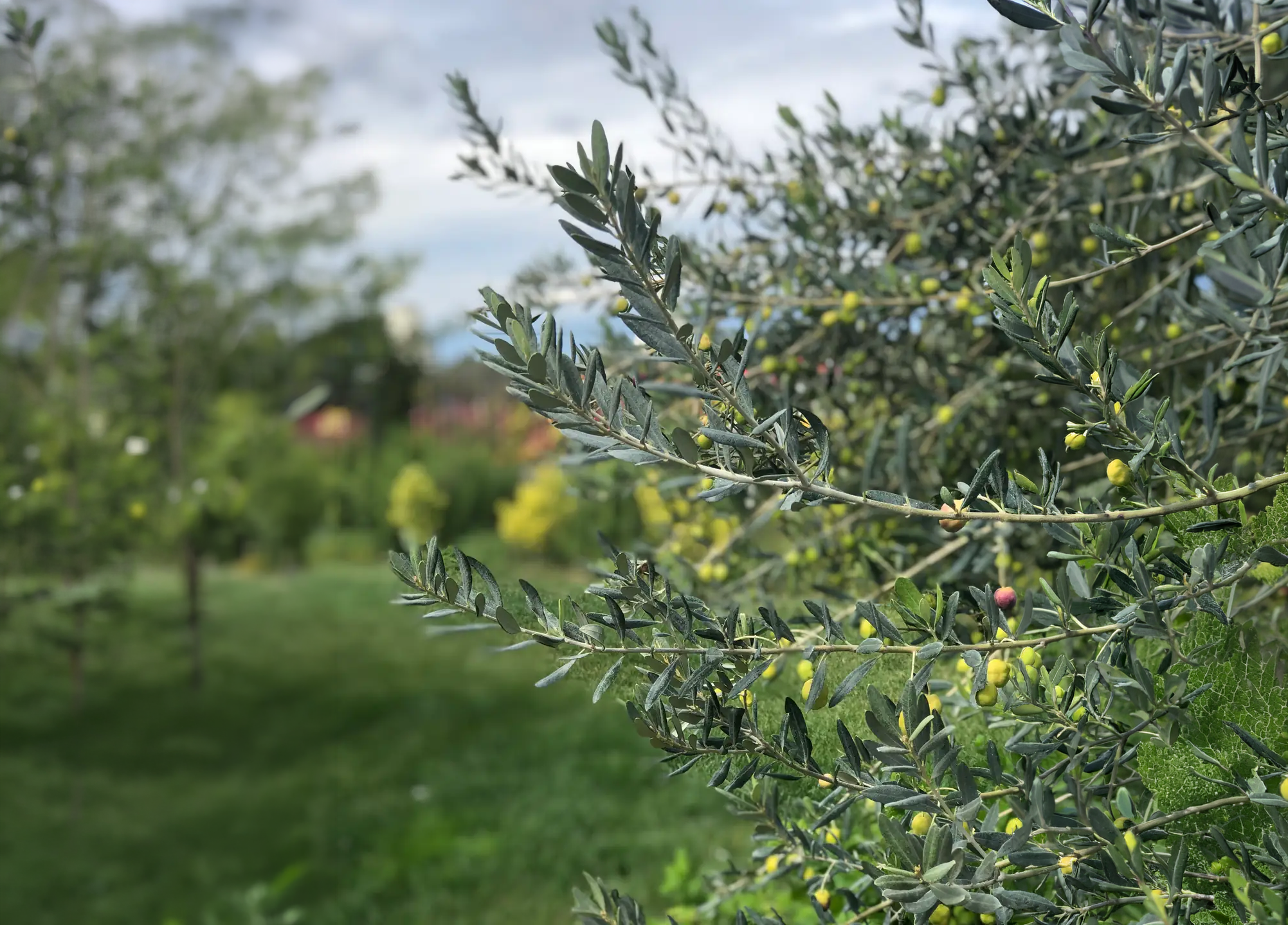 The Olive Branch: A Timeless Symbol of Peace and Abundance