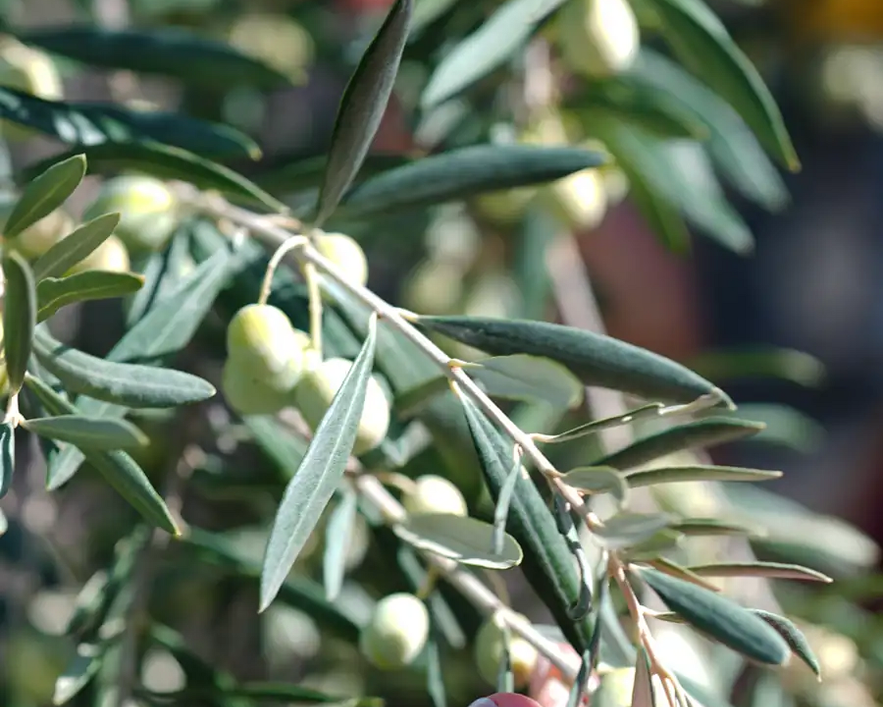 Olive Oil and Sustainability: A Value Beyond Flavor