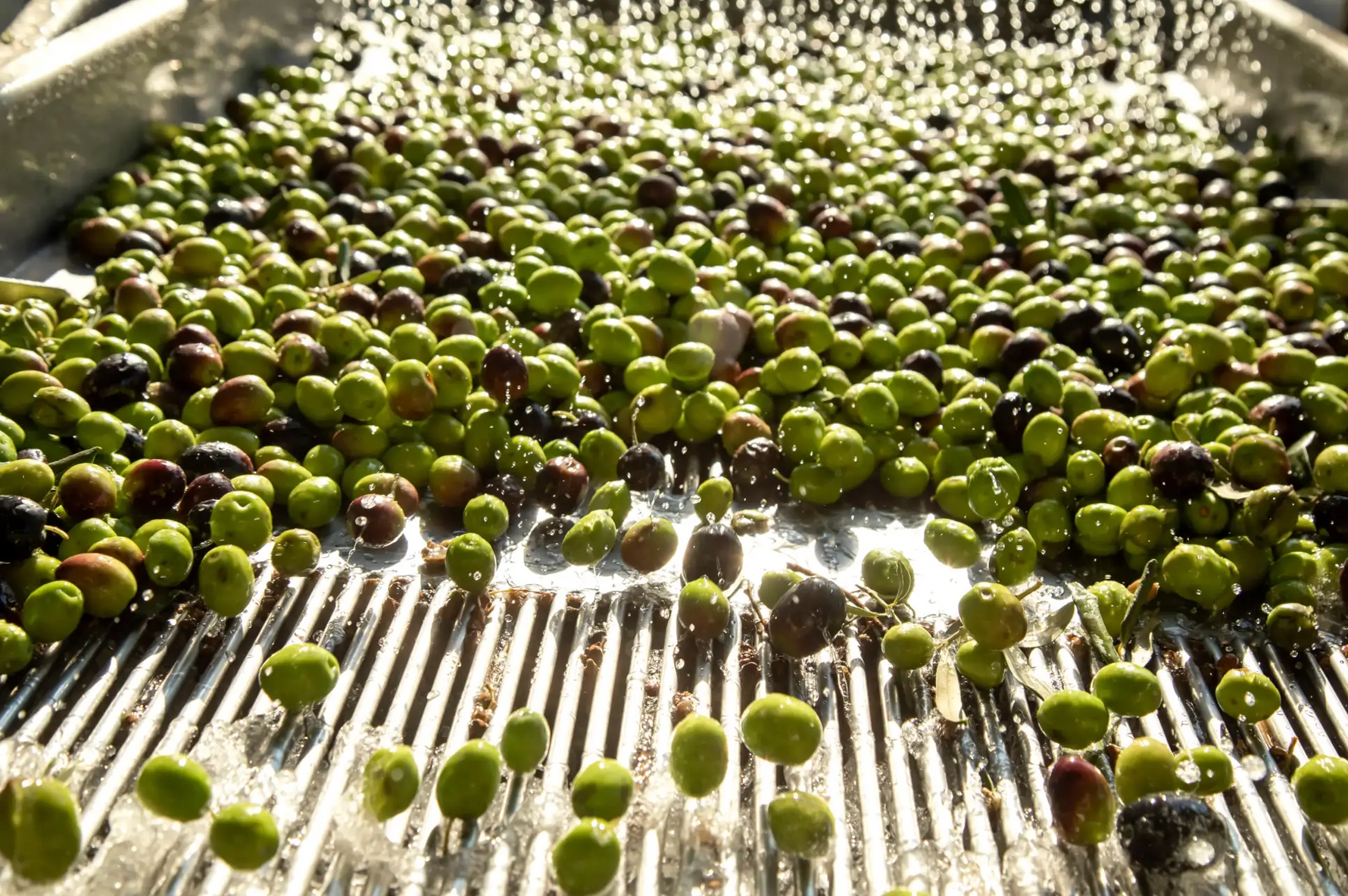 Sustainability in Olive Oil Production: An Eco-Friendly Approach